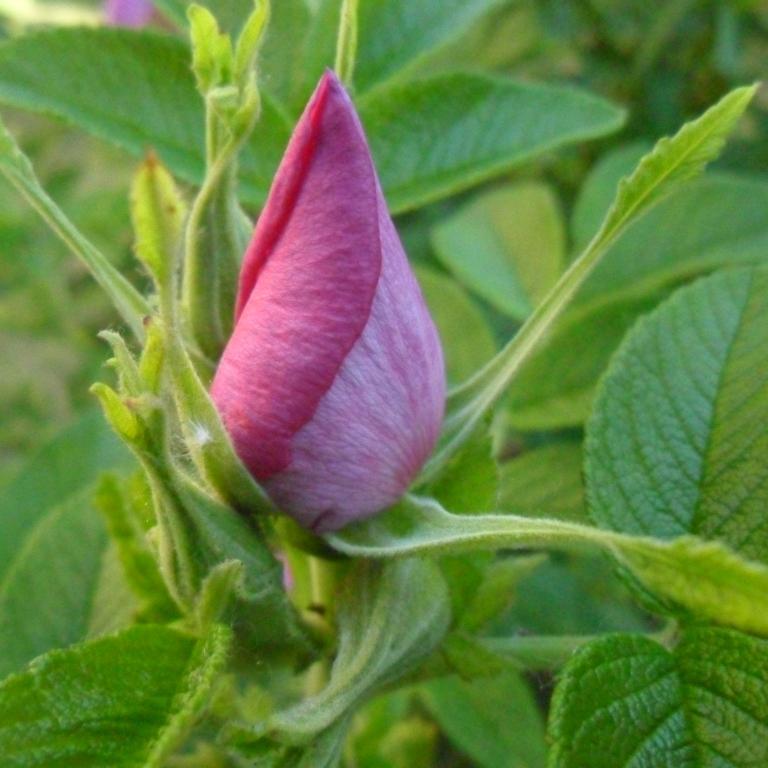 nbarvitenko's profile picture. Very narrow field in Physiology and/or philosophy and/or cell biology. I like painting/drawing/architecture, including cytoarchitecture.