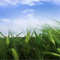 Colin Osborne (@sheffieldplants) 's Twitter Profile Photo Colin Osborne (@sheffieldplants) 's Twitter Profile Photo