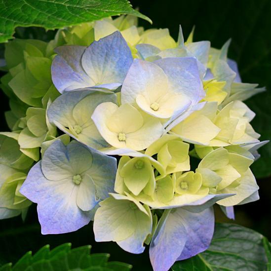 Behterfrogh's profile picture. 