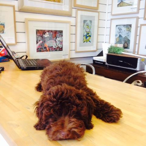 I'm Ozzy, the resident cockapoo @themeregallery tweeting about the wonderful range of original dog prints we have.