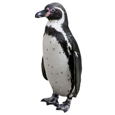 Penguin Recruitment is a market leading specialist recruitment company serving the #Sales, #Engineering and #Environmental sectors.