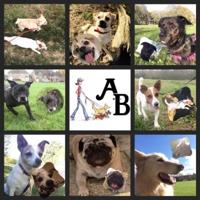Fully insured Dog Walker / Dog sitting service in Witney and surrounding areas Please Call: 07828 623197 Email:info@abrowndogwalking.co.uk