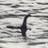 angryNessie's profile image