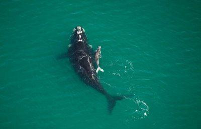 IndigogrrlTm's profile picture. Studentoflife