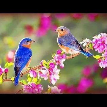 carl_mullet's profile picture. 