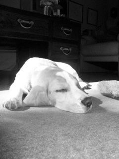 julian_inness's profile picture. Not an active Twit (?), a follower instead. I speed walk everywhere; just very slowly.