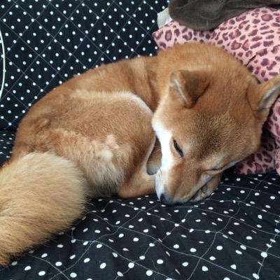 中3で〜す たまに俺の自慢の犬の写真をツイートするぜ〜‼︎ 金爆好きな人フォローよろしく！笑
