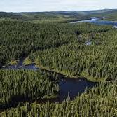 This is not just about saving the trees or the animals; this is about saving us as a race, this is about saving humanity.