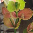 Agnes Anthony - @Agnesia_Anthony - Twitter