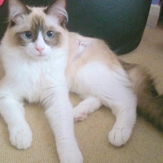 My Name Is Bella. I Am a RAGDOLL cat and i have Blue Eyes. I love Sleeping & Going into Boxes, I do like cuddles but not to much. I Rawwwr!. Follow me pweeease!