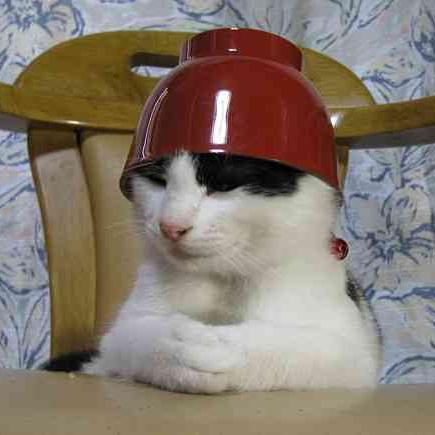 猫のかわいい仕草やおもしろい写真を紹介します。猫が大好き!