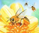 HistorischeTuin's profile picture. stem nu op http://t.co/aZnfVR4iXe voor het plan van de Historische Tuin te Lent  voor het verbeteren van de leefomgeving van bijen en vlinders