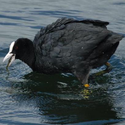 Pouledoe's profile picture. Canard Anonyme