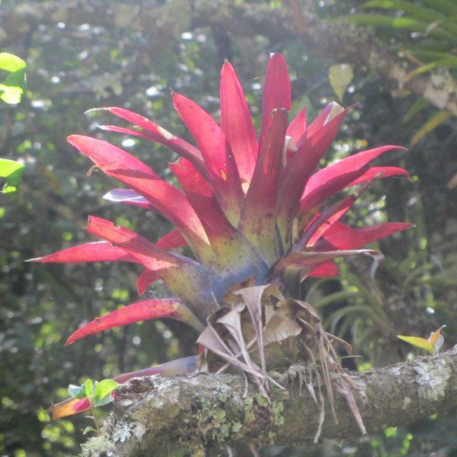 CONAP_Alux's profile picture. 