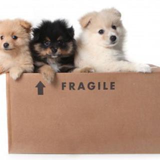 RemovalCompare's profile picture. Unbiased and impartial advice