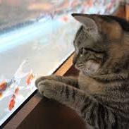 キュンとくる猫GIF画像集です。
