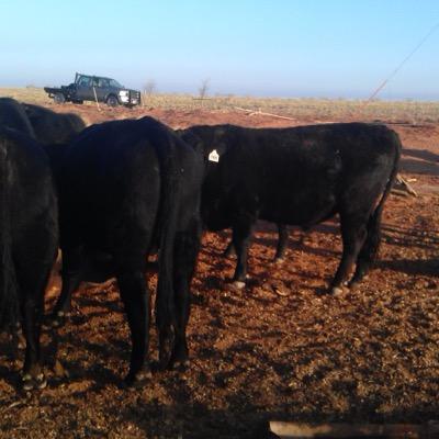 NallAngus's profile picture. 