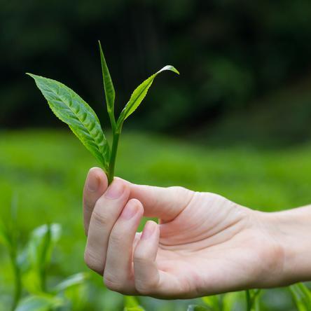 What #tea drink you now? Tweet your kind of tea with #teafavs and we'll find it!