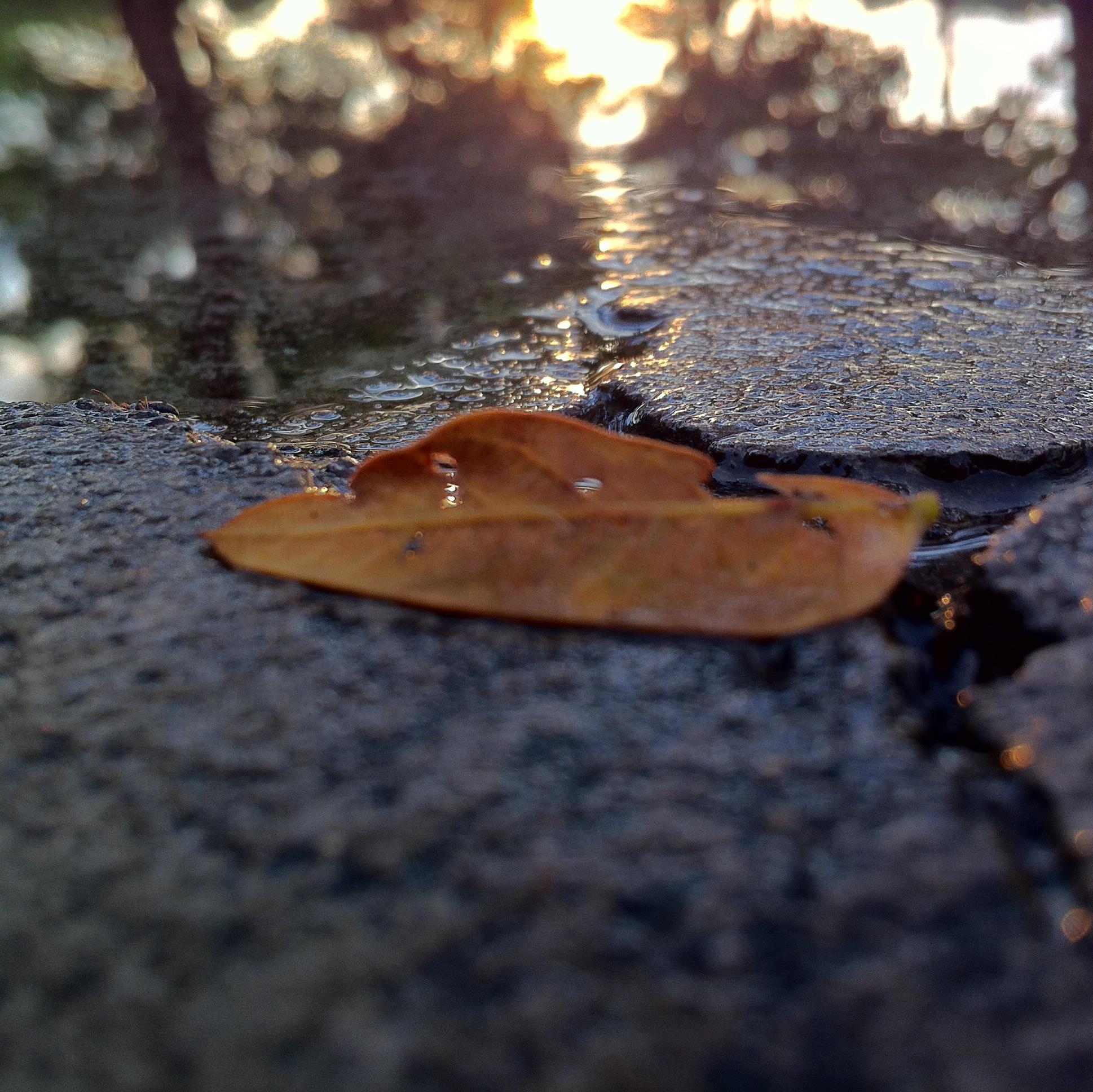 Taking pictures with my iPhone
