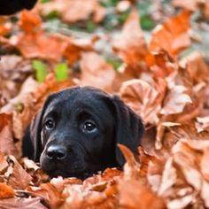 Posting Happy pictures of Fall