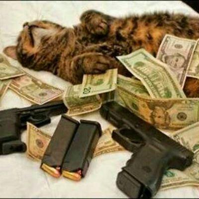 Cats. Cats with automatic and semiautomatic firearms. #LickOffYaHeadtop