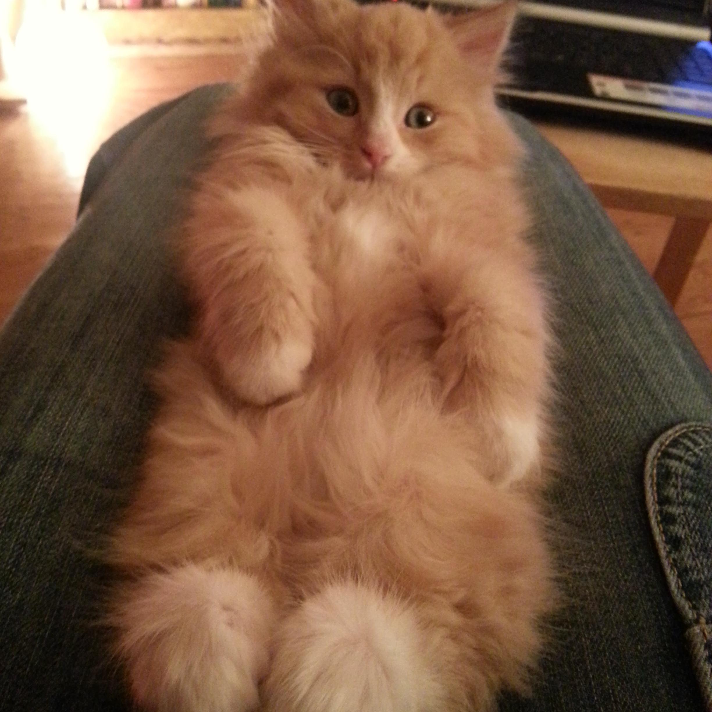 SuttonFriends's profile picture. Interested in all things local and to Promote Pet lovers, charities and volunteers.