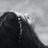 strang_bird's profile image