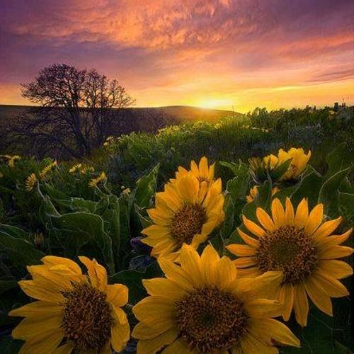 2wishishopeless's profile picture. I love cats