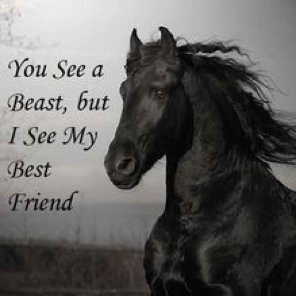 The Bond Between A Horse And Its Rider Image