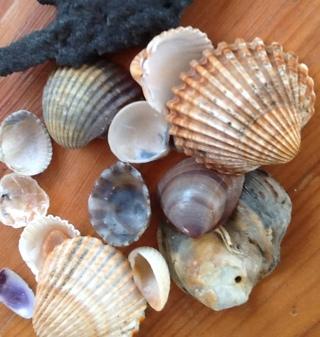 ninicebay's profile picture. L'ecomobilité n'est pas une utopie! L'ecomobilite ce n'est pas du sport! Optez pour un mode alternatif dou: #trottinette electrique,#VAE,ou les 2