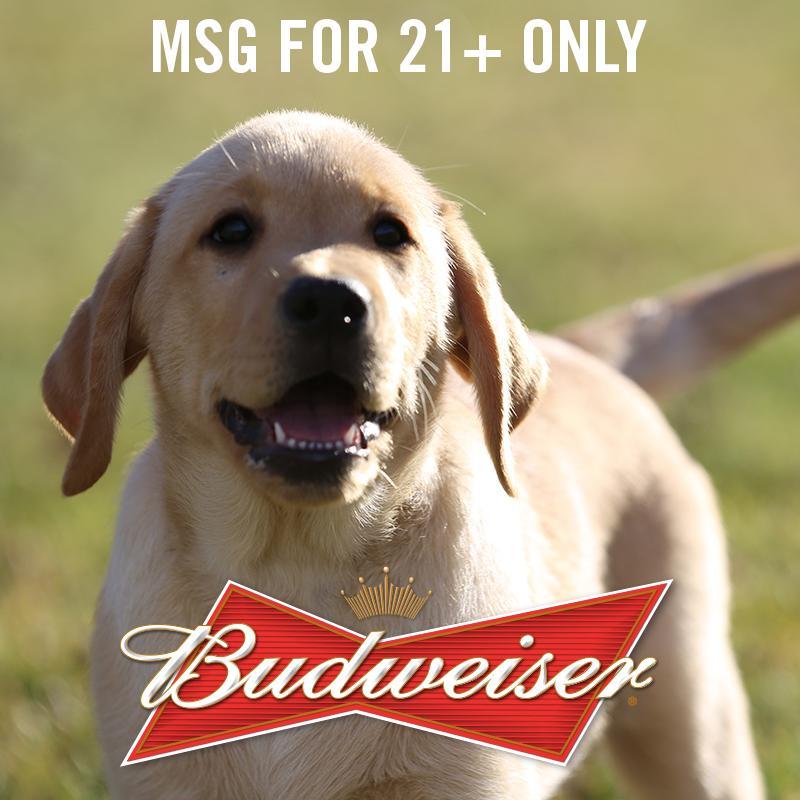 budweiser puppy budweiser puppy budweiserpuppy budweiser puppy budweiser puppy budweiserpuppy