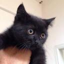 anna rocchi - @SofisofiAnna - Twitter