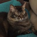 Mac Wilson - @Mactdafatcat - Twitter