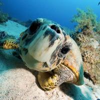 Karapat Dive Gran Canaria(@karapatdive) 's Twitter Profile Photo