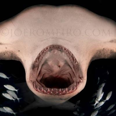 333 productions specializes in filming sharks and other marine life .