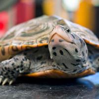 Terrapin Teachers (@terpteachers) 's Twitter Profile