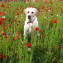 Helen Knowles - @helenkb11 - Twitter