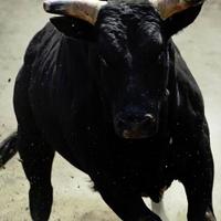 The Black Bull (@blackbullgoddy) Twitter profile photo