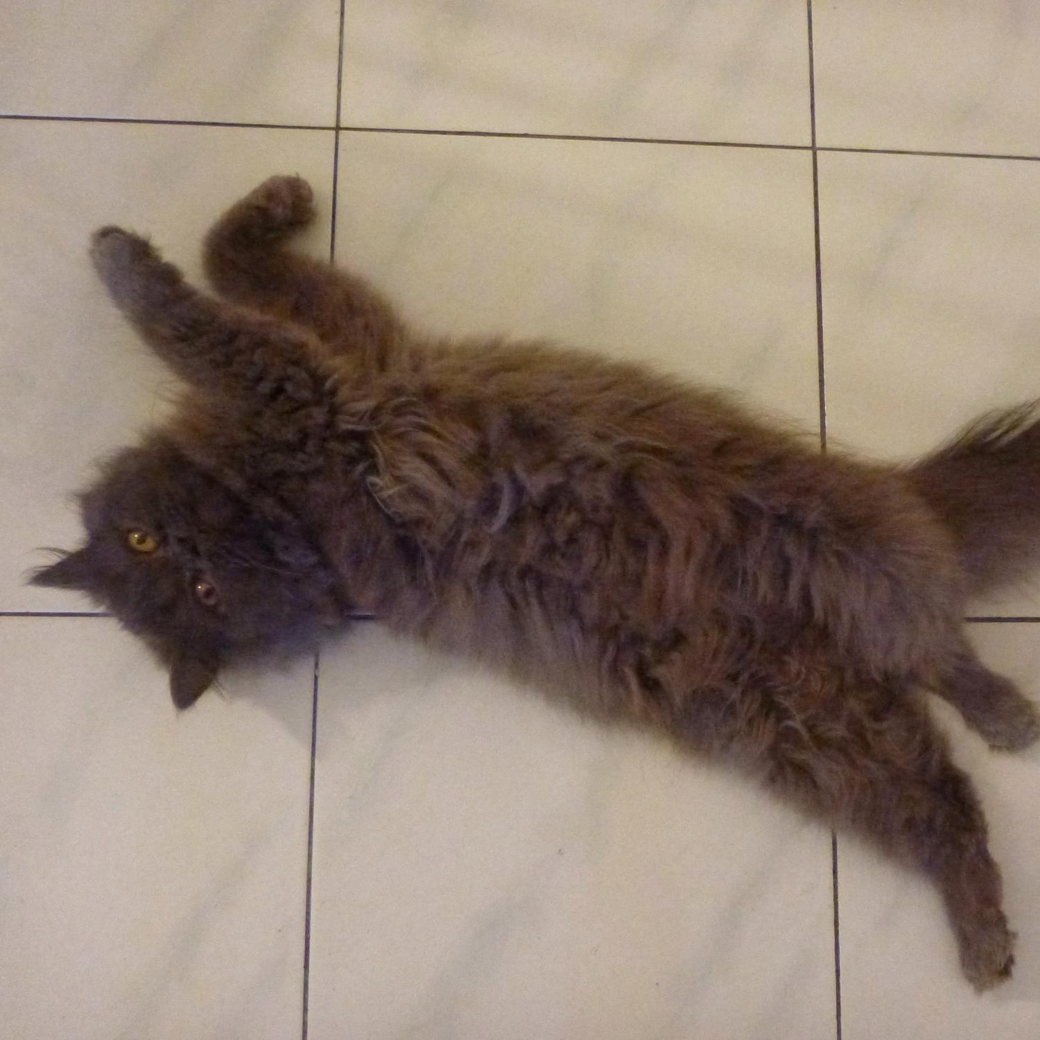 KLmogget's profile picture. 