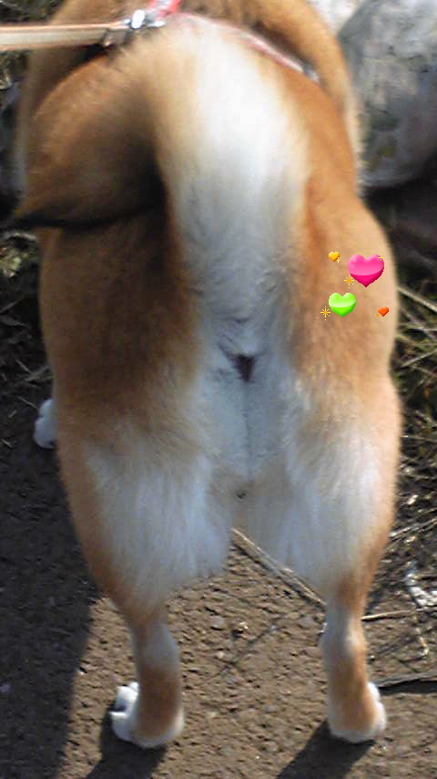 hiyokopipi's profile picture. 体は熟れすぎた洋梨、頭脳は幼児。時には菩薩、時には人でなし。その実態は……なんだろう？（笑）