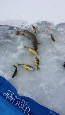 thwabler's profile picture. loves to fish