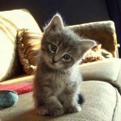 lollypopcikolat's profile picture. the foks are very alone.