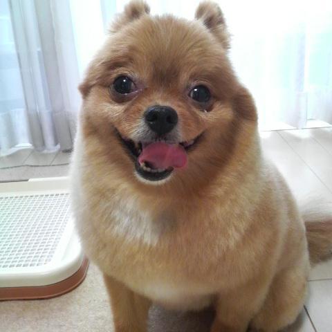 ビールと犬大好きです。毎日近所を北斗（ポメラニアン）とのんびり散歩しています。宜しくお願いします。
賢い人・頭のいい人尊敬しています。