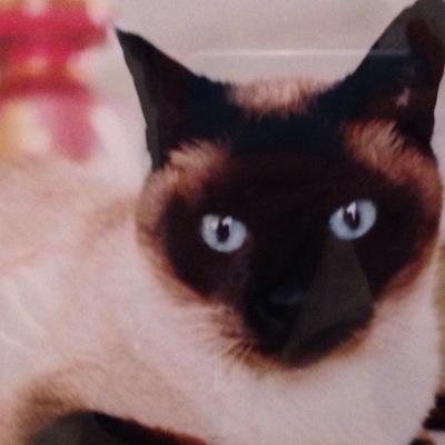 猫の飼育係、元電気屋、終活中