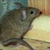 BBC London Mouse (@bbclondonmouse) Twitter profile photo