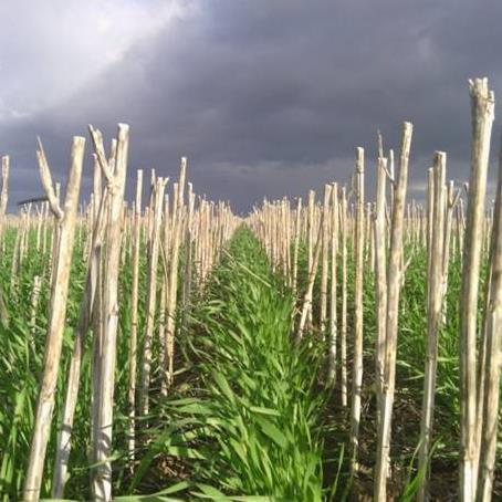 Agronomist Tylers Rural. A passionate 5th generation farmer on the family farm Sth of Rupanyup.