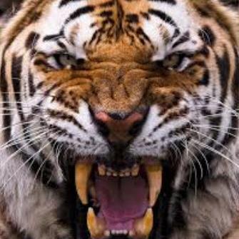 JamesDoolittle3's profile picture. MAGA - Patriot - AMERICA 1st! - Vet