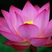 PinkMoon1807's profile picture. 