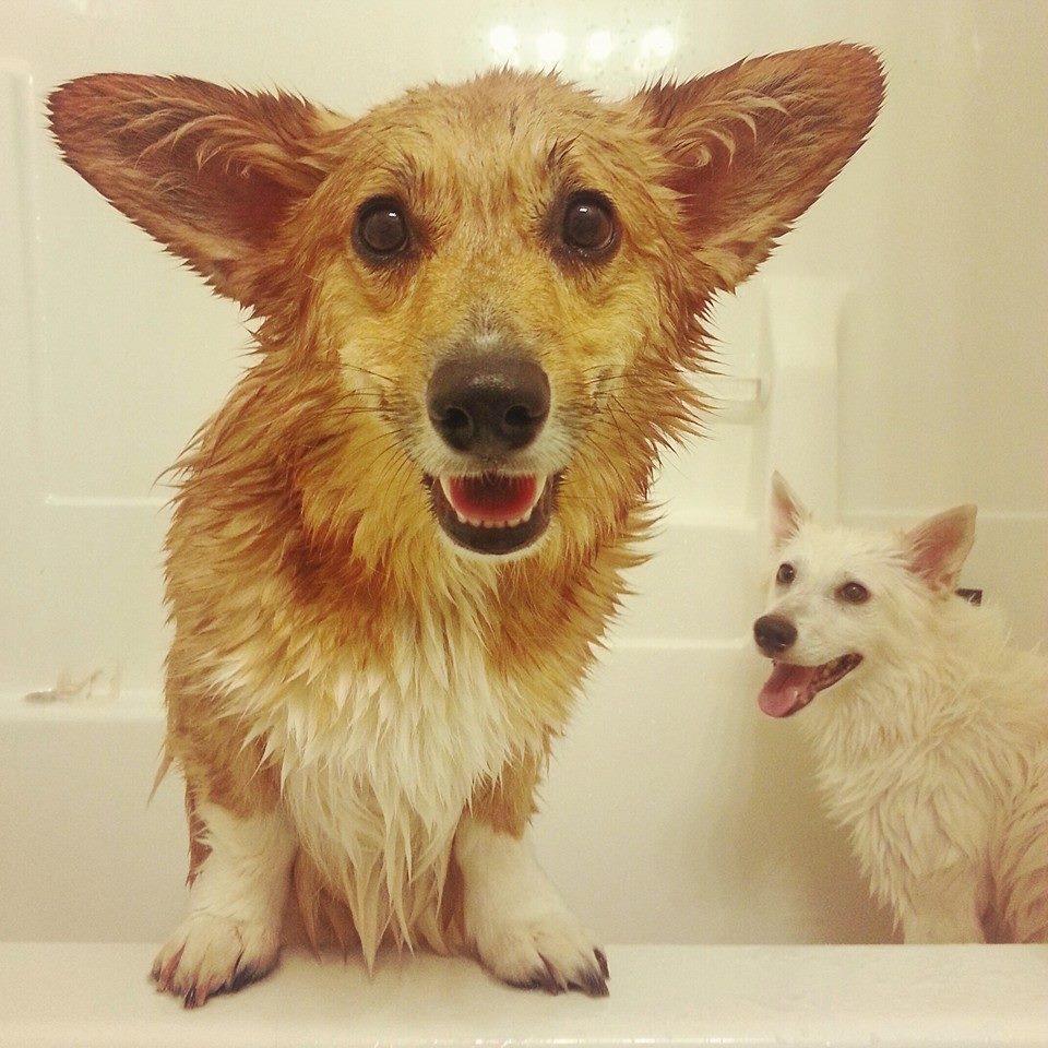 I'm Dexter Avogadro the Pembroke Welsh Corgi! I was born June 7, 2012 and live in Indiana!