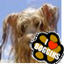 Boggins_the_dog's profile picture. I dun a poo and eaten it